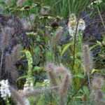 Floración otoñal en el jardín