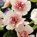 En la familia de los nombres extraños, elijo la Alcalthaea