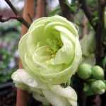 los membrilleros del Japón dan la señal de salida de la primavera