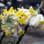 Una floración magnífica, un perfume embriagador, descubre el *Edgeworthia chrysantha*