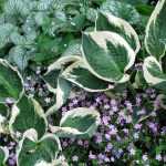 ¿Cómo arruinar tus hostas en 4 lecciones?