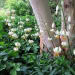 El lirio martagón blanco en todo su esplendor.