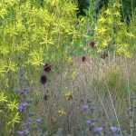 El _Allium sphaerocephalon_, un ajo decorativo de una magnífica discreción.