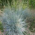 _Elymus magellanicus_, ¡una gramínea azul muy bonita!