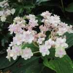 Hydrangea involucrata Yoraku Tama, un hortensia japonés por descubrir.