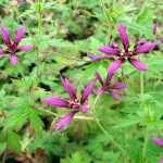 Geranium Catherine Deneuve, una maravilla estrellada.