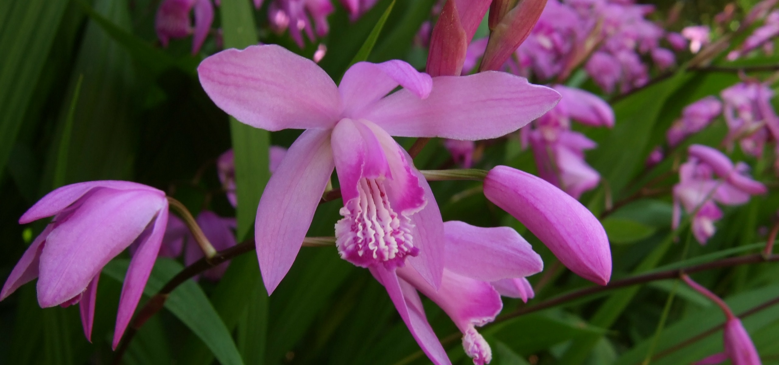 Planta tus Blétillas