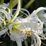 Plantar bulbos de Ismene