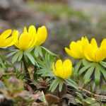 ¿Cómo plantar bulbos de primavera?