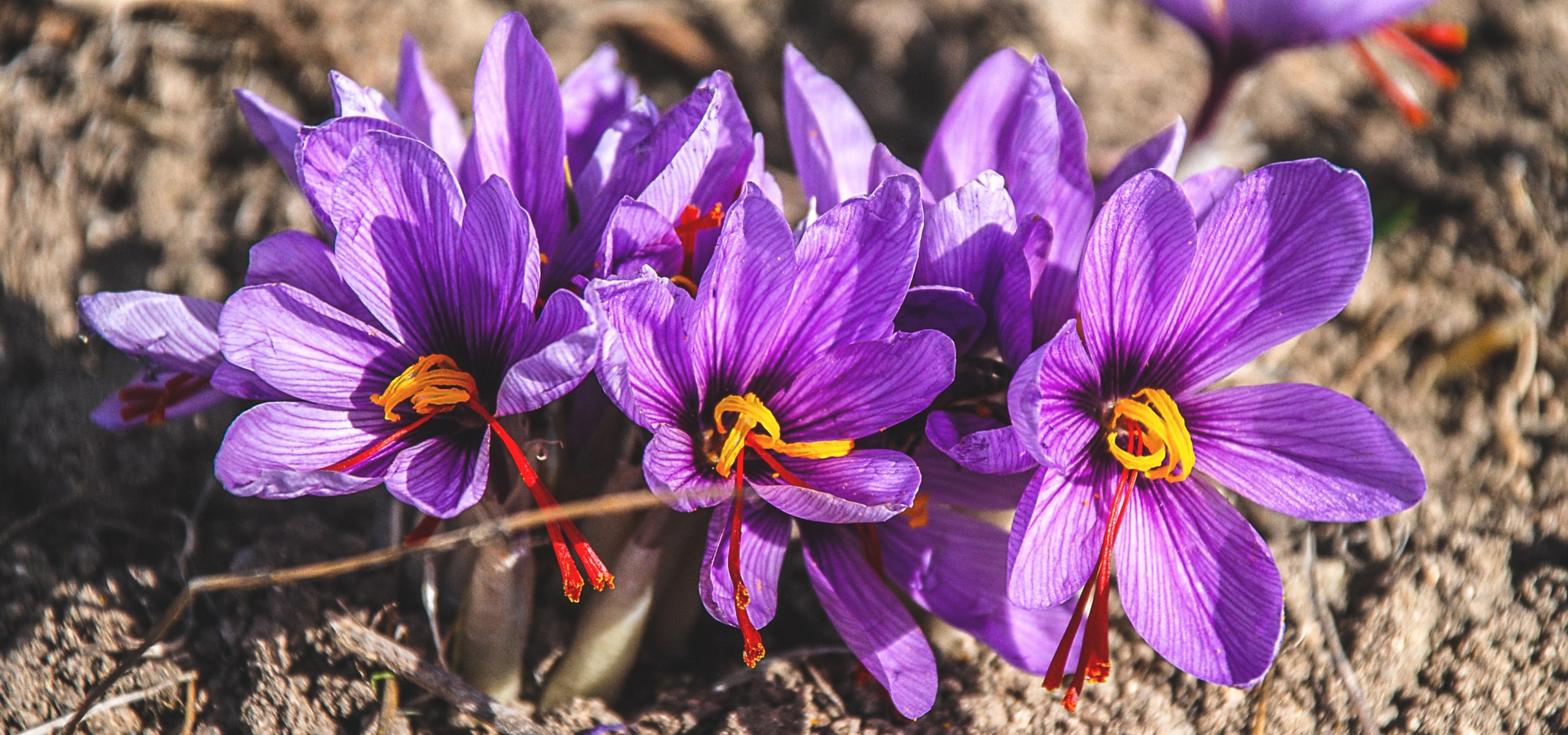Crocus a azafrán o crocus sativus: plantar, cultivar y cosechar tu azafrán