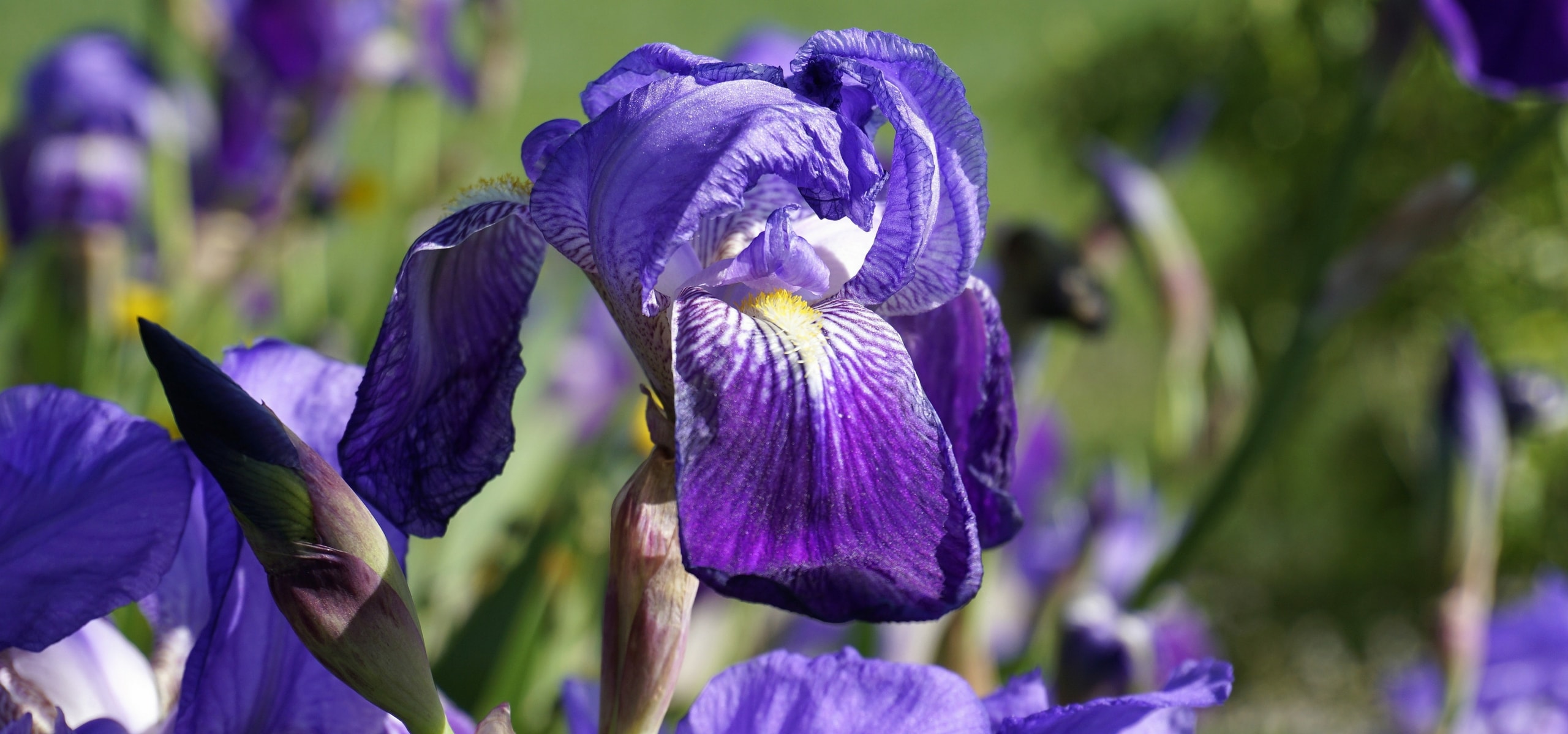 Iris germanica: ¿Cómo plantarlos?