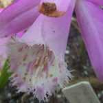 Plantar bulbos de Pleione