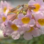 Plantar Incarvilleas