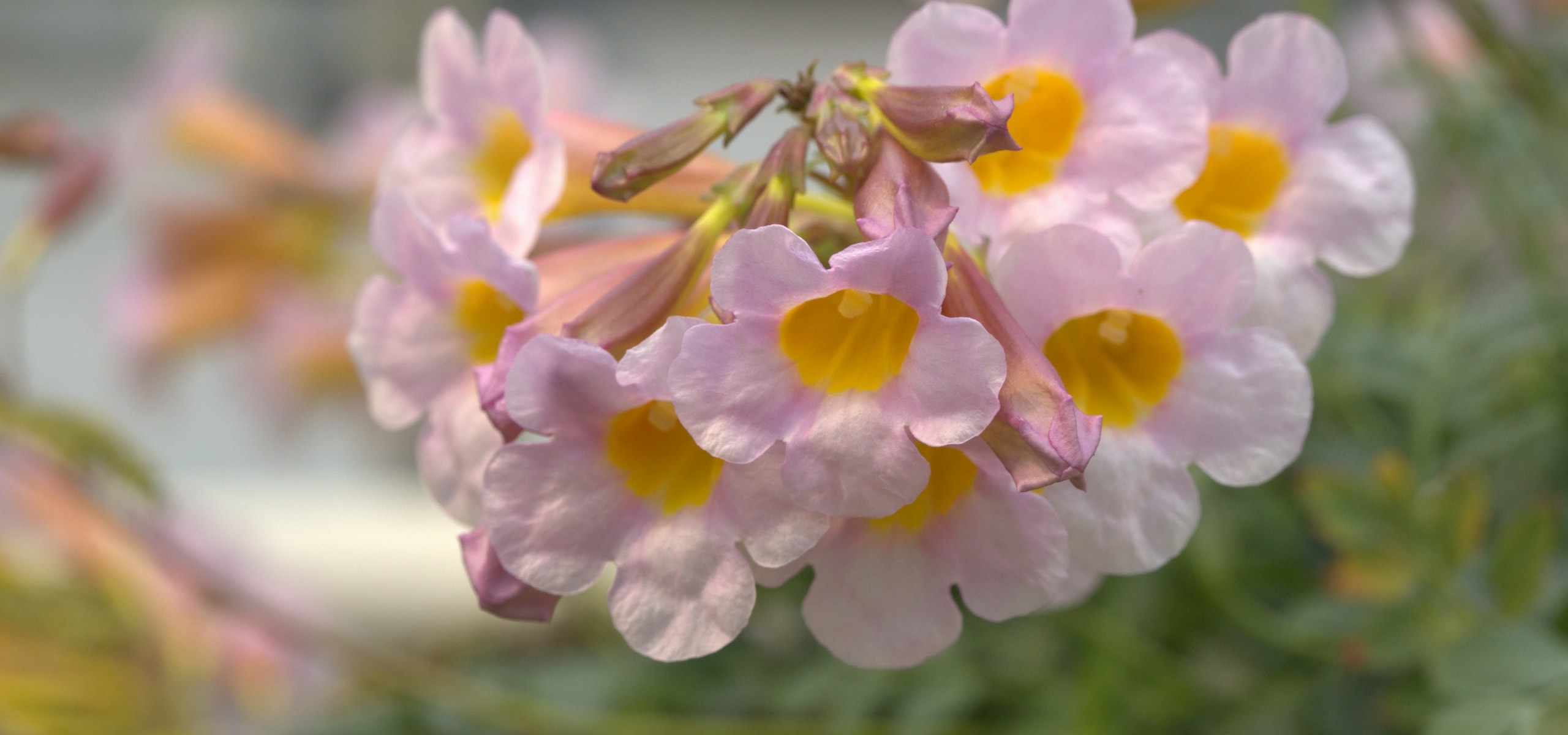 Plantar Incarvilleas