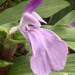 Plantar Roscoea