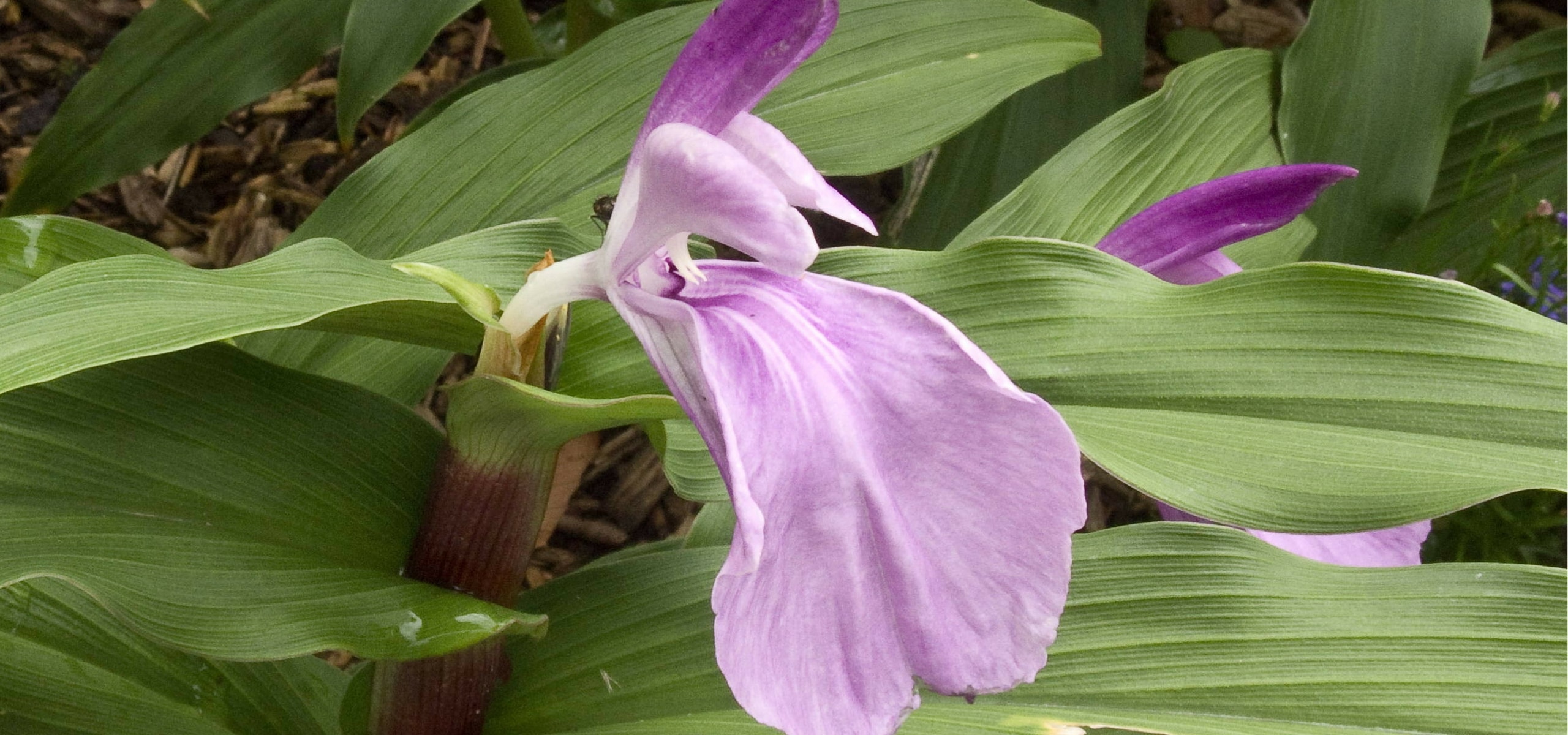 Plantar Roscoea