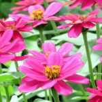 Plantas anuales: cómo plantarlas y cuidarlas