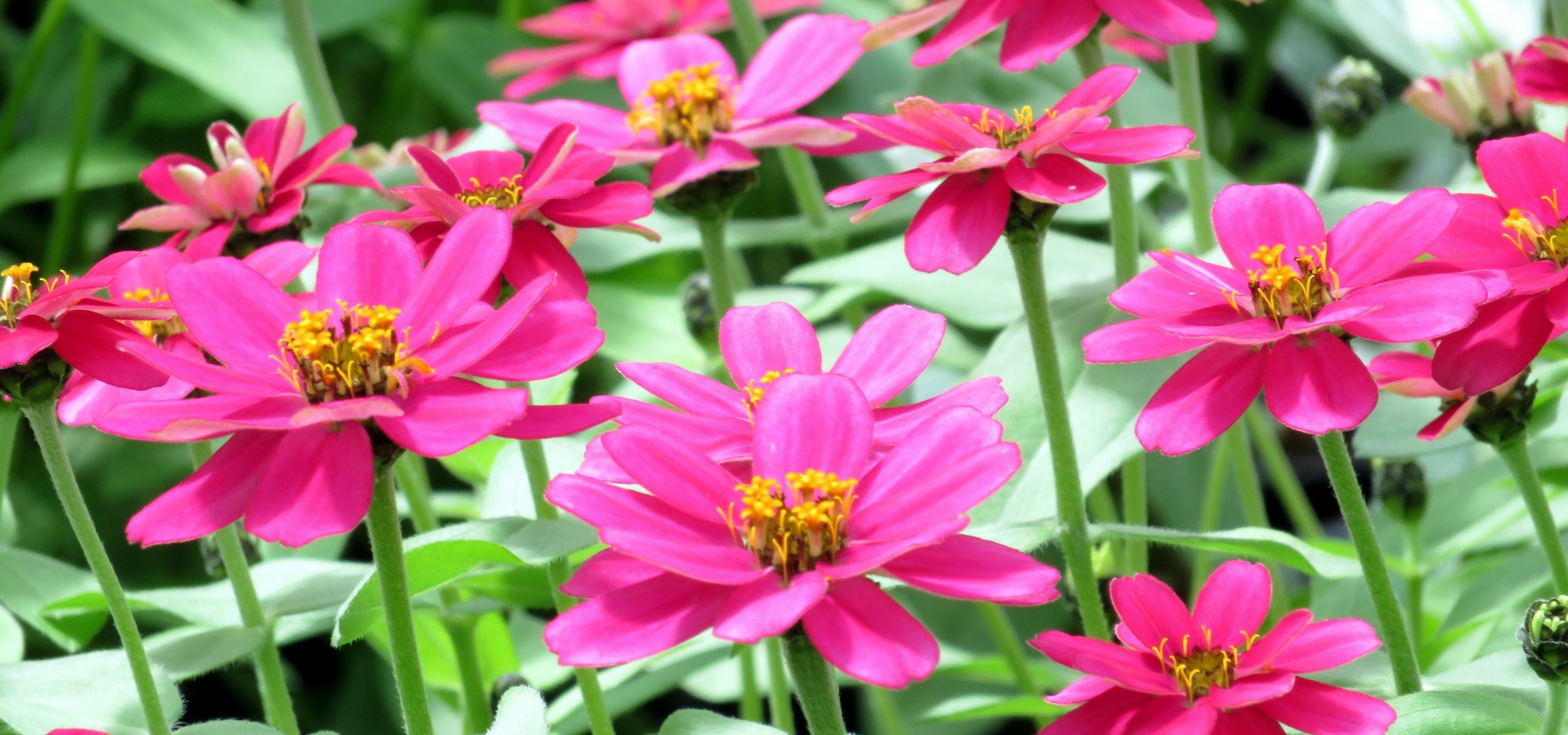 Plantas anuales: cómo plantarlas y cuidarlas