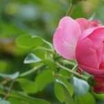 Rosal en bolsas de turba o en raíces desnudas.