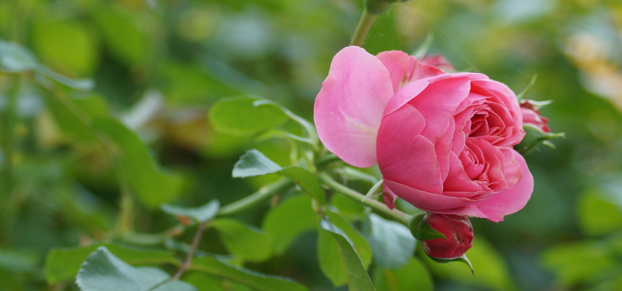 Rosal en bolsas de turba o en raíces desnudas.