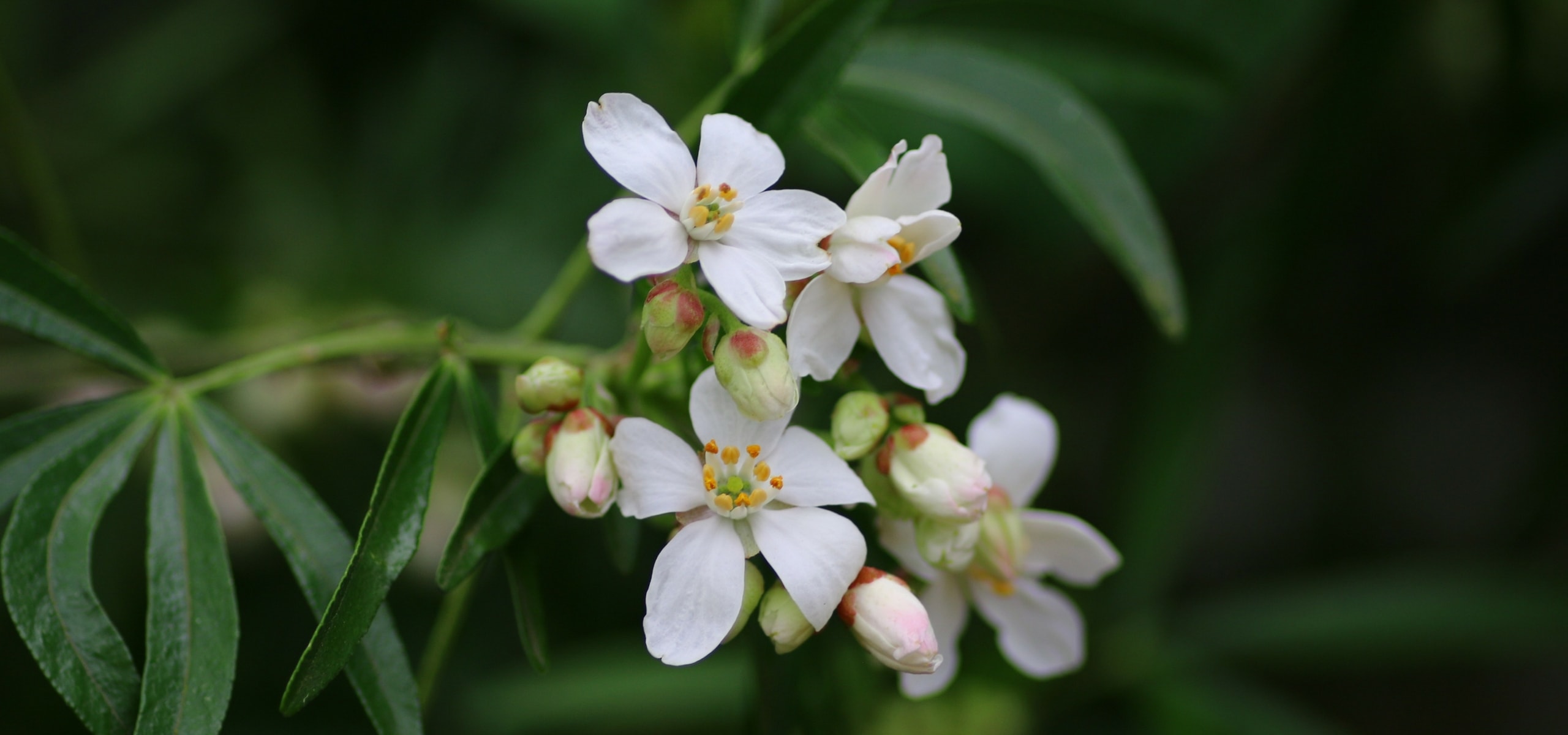 Ponga especial cuidado a los arbustos persistentes.
