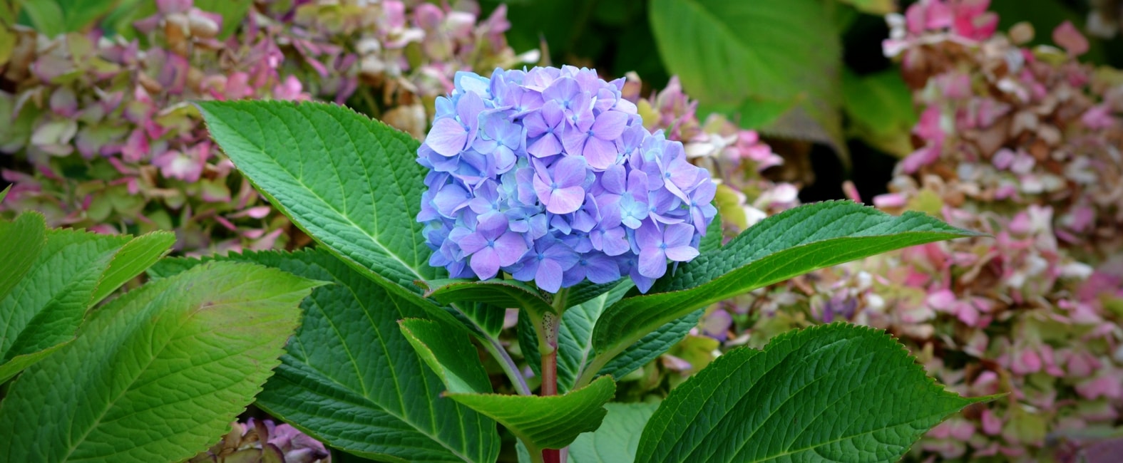 Flores azules de hortensia Hydrangea