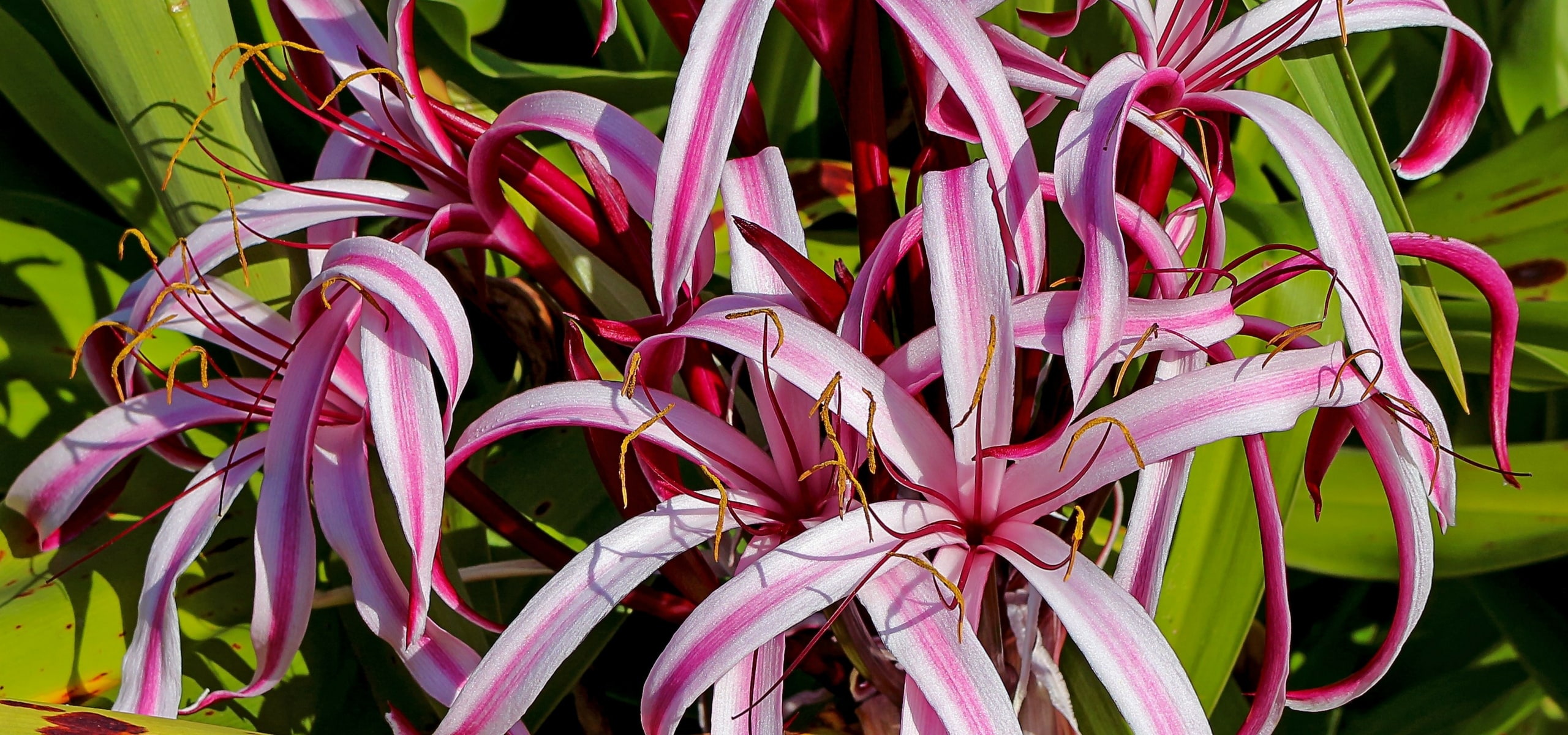 Plantar Amarilis y Crinums