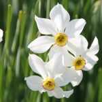 Bulbos de floración primaveral: ¿Cómo plantarlos?