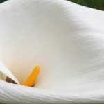 La plantación de Arums