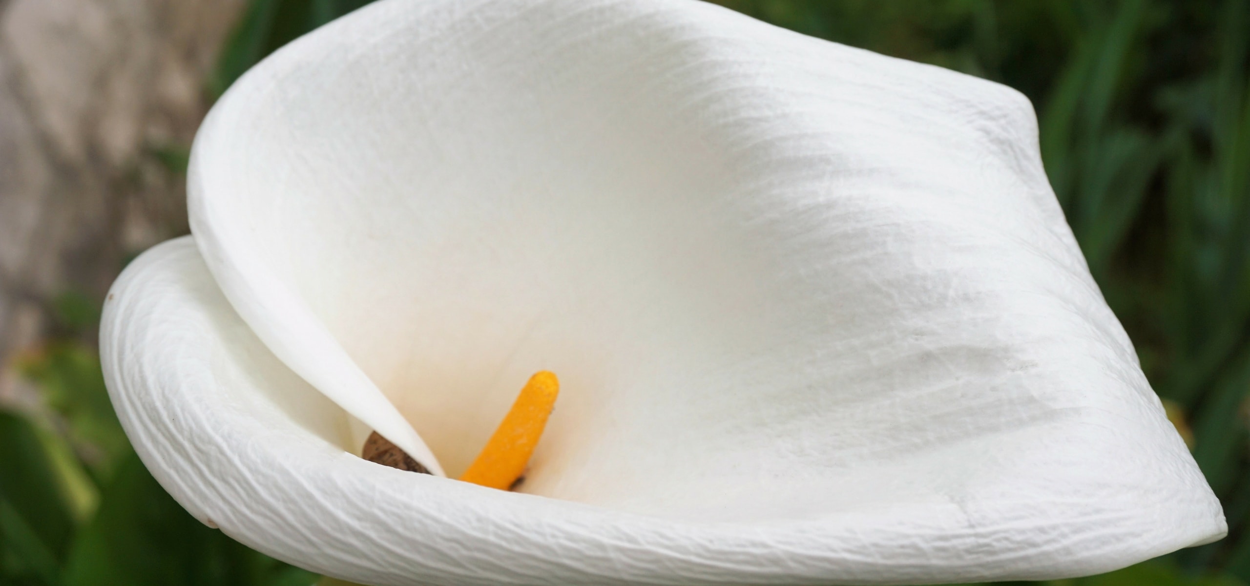 La plantación de Arums