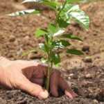 ¿Cómo plantar en verano?