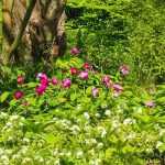 ¿Qué plantar bajo un árbol?