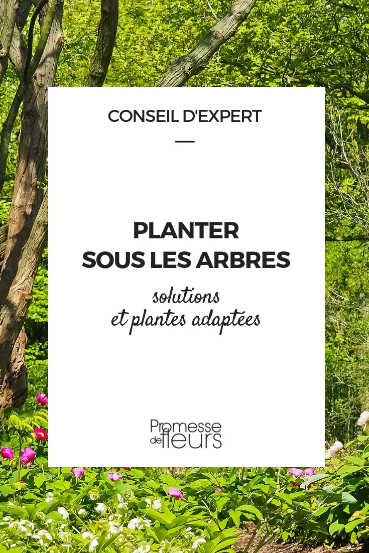 plantas para pies de árboles