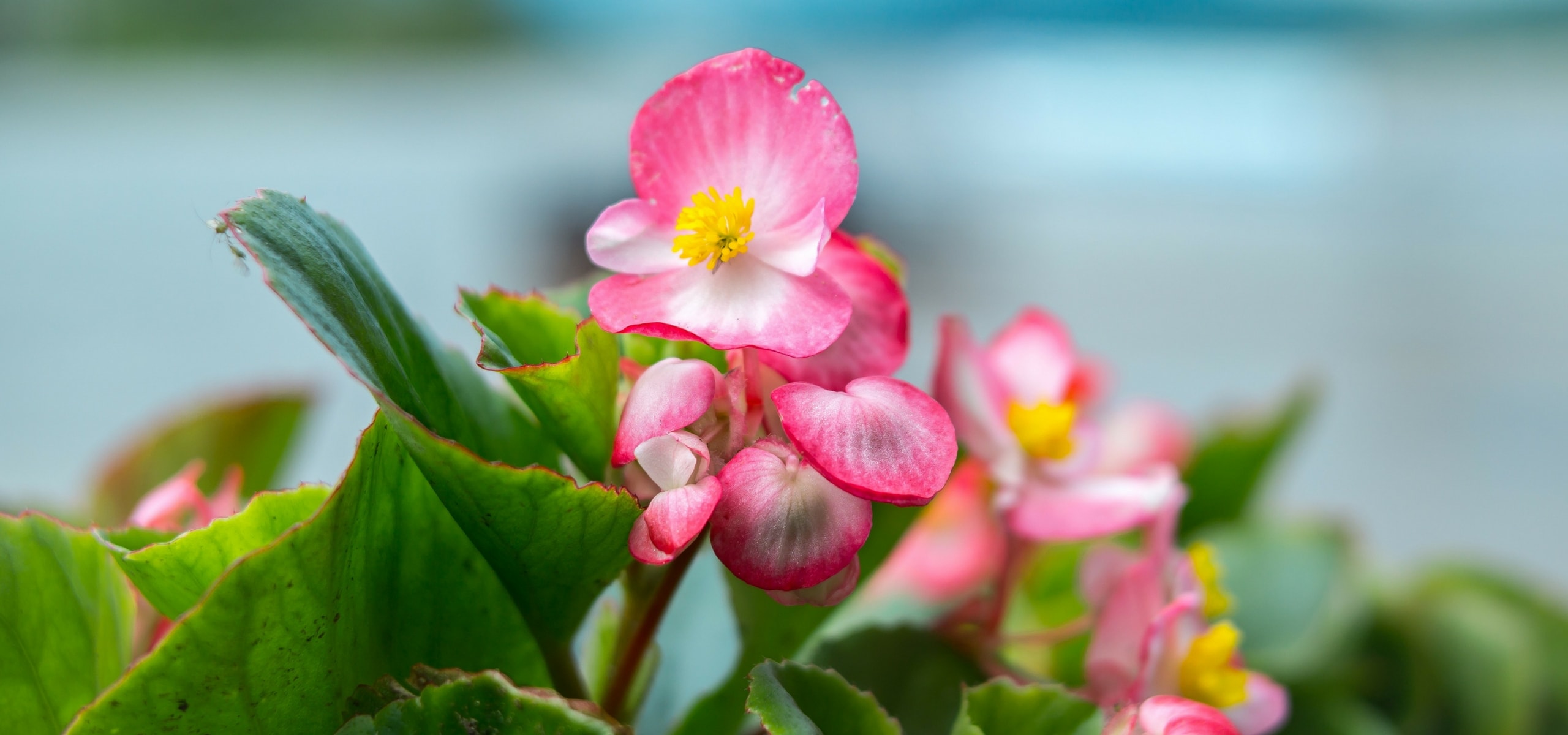 Plantar begonias