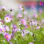 Sembrar semillas en terreno abierto.