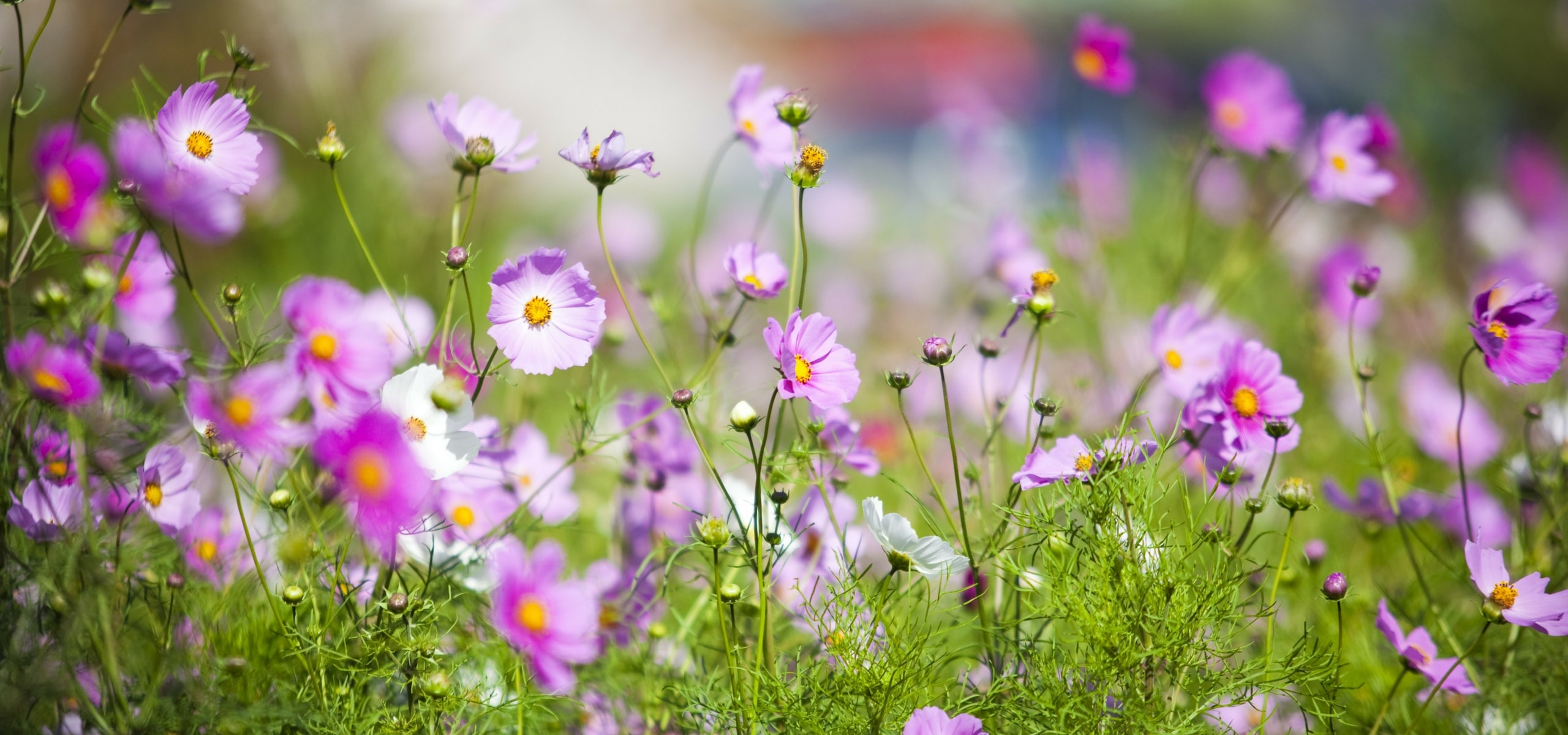 Sembrar semillas en terreno abierto.