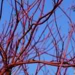 Podar Cornus para conservar sus colores.