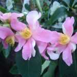 El camelia sasanqua Yume, un campeón de la floración.