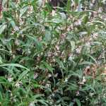 el <i>Sarcococca hookeriana</i>, un arbusto bien discreto
