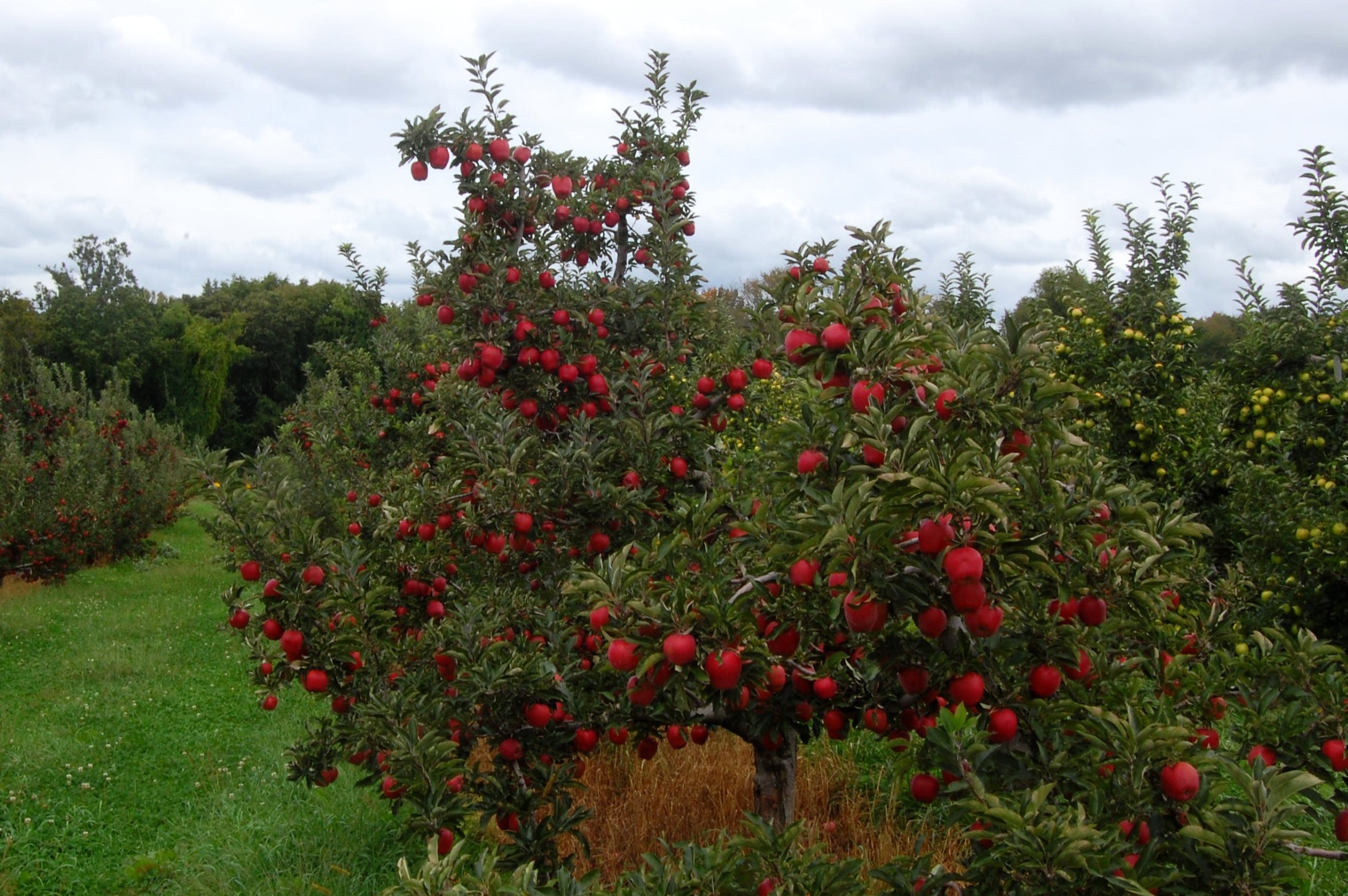 Siembra una pradera florida al pie de tus frutales y la naturaleza te lo devolverá.