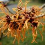 Las flores más bellas del invierno