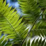 Plantar helechos arborescentes