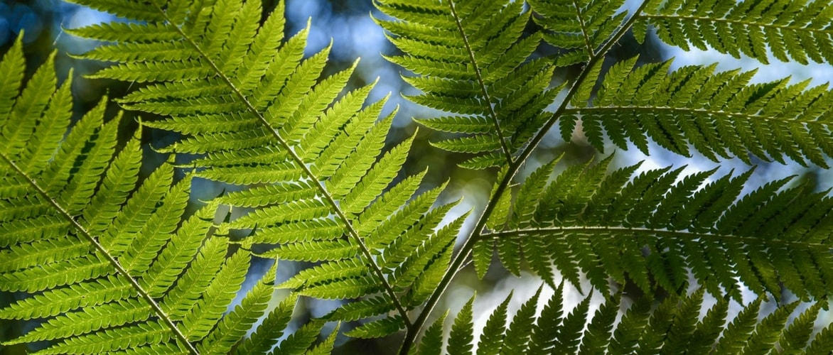 Plantar helechos arborescentes