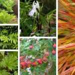 ¡Añade exotismo a tus macizos de flores!