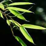 ¿Cómo dividir y multiplicar tus bambúes?