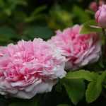 Hacer esquejes de rosales: ¿cuándo y cómo?