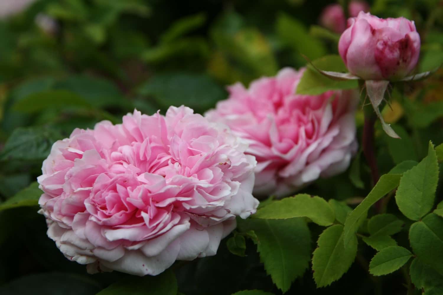 Hacer esquejes de rosales: ¿cuándo y cómo?