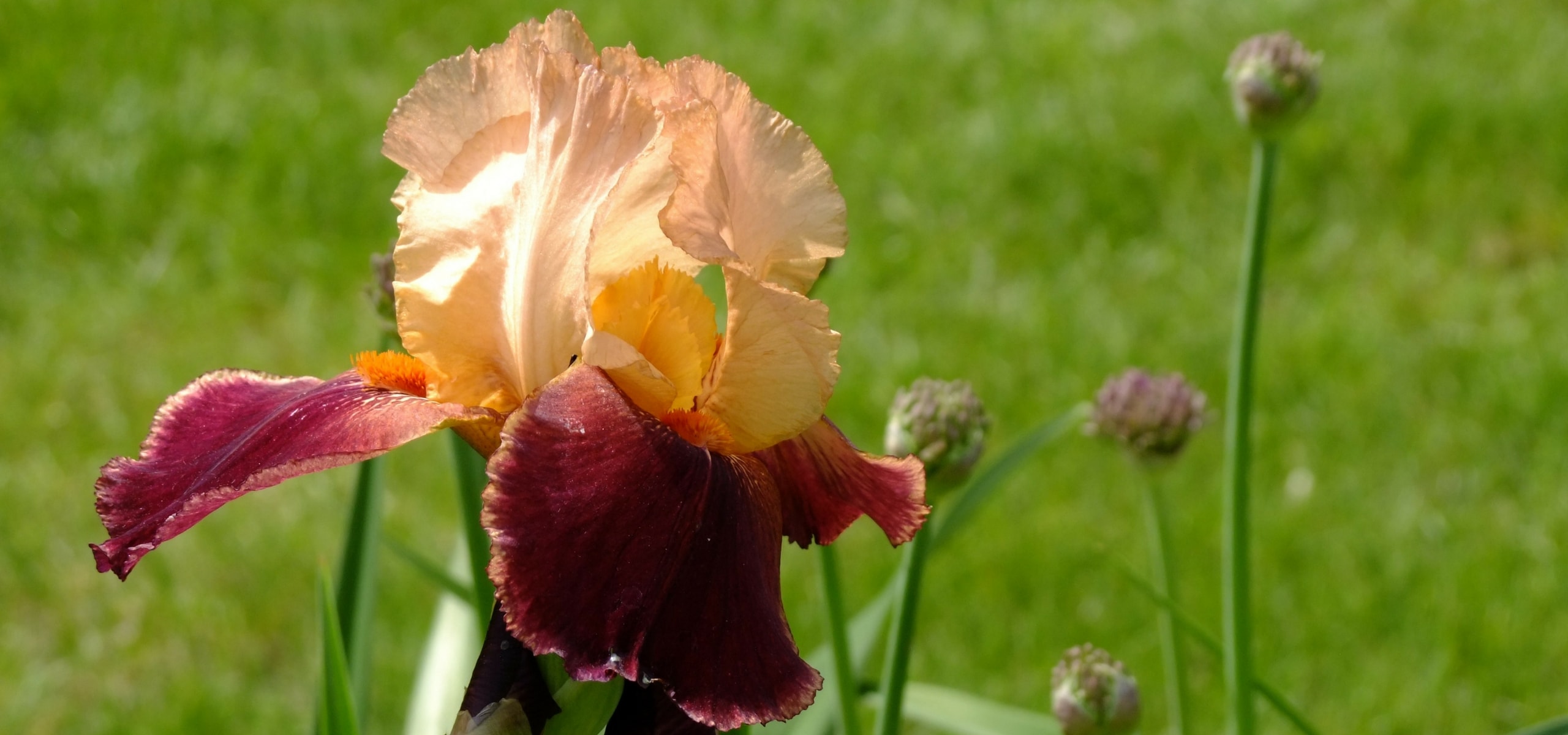 Iris germanica: ¿Cómo propagarlos?