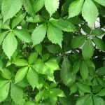 Las diferentes vides de Virginia o vides ornamentales