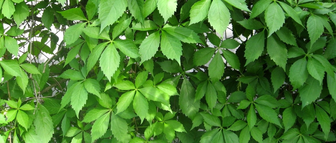 Las diferentes vides de Virginia o vides ornamentales